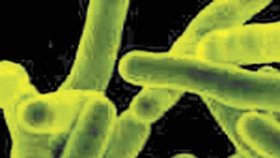 Bakterie tuberkulózy