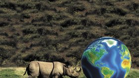 V Malajsii a Indonésii dnes žije už jen asi 300 nosorožců sumaterských