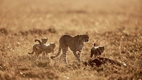 DO ŠKOLY: Gepardí máma ve dne
vyvádí mláďata a učí je lovit.