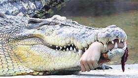 Za tuto kořist zaplatil krokodýl životem
