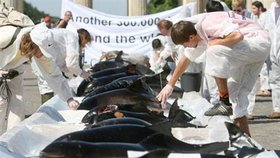 Aktivisté Greenpeace vystavili před Braniborskou bránou mrtvé velryby a delníny s transparentem: ´Dalších 300 000. Zachraňte velryby!´