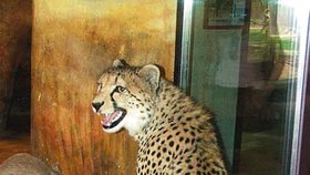 Gepardí samice Bahati