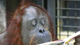 Orangutan Gypsy (50) si krátí čas čtením