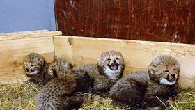 Gepardí čtyřčata se mají čile k světu
