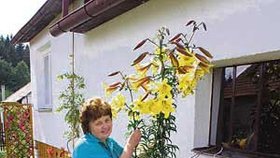 Hana Marešová stojí u lilie vysoké 233 cm