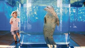 Tuleň pacifický připlaval si zblízka prohlédnout malého Ryosuke Shinoharu. Nadšení je evidentně na obou stranách..
