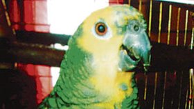 Tohoto barevného papouška potkáte kdesi v ulicích Ostravy