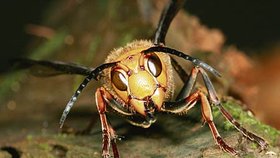 Pokud vás bodne sršeň do krku nebo do hlavy, okamžitě volejte záchranku