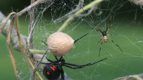 Černá vdova zasadila chovateli pavouků a hadů smrtící ránu