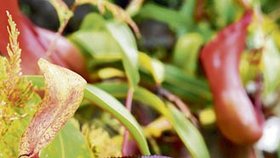 Pasti této láčkovky Nepenthes ventricosa mají tvar žaludku, od toho se odvodilo latinské pojmenování
