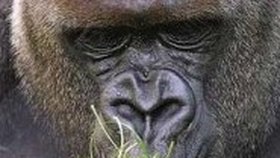 Gorila nížinná - Nejvíce ohrožena v důsledku eboly a lovu. Druhu existuje 90 tisíc
