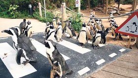 I tučňáci musí dodržovat pravidla silničního provozu