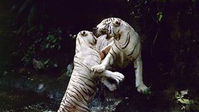 Bílí tygři
