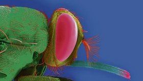 Hlavním původcem nemoci je moucha tse-tse, která do lidského těla vpraví nebezpečného parazita