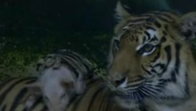 Tygřice si s malými prasátky hraje a zřejmě je považuje za své příbuzné