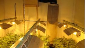 Marihuana se pěstovala v domku v šesti místnostech 