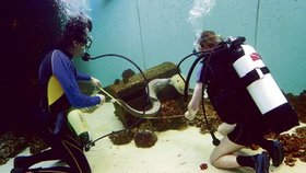 Potápěči měřili živočichy před očima návštěvníků