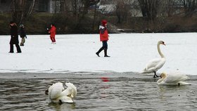 Jezírko Bajkal je v Polabinách oblíbeným místem labutí i dětí. Ty se na Bajkal stále odvažují, i když led zeslábl