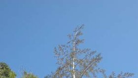 Až 20 metrů vysoký strom s listy dlouhými pět metrů roste pouze v odlehlé severozápadní části ostrova