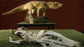 Zkamenělina prehistorického krokodýla, kterého vědci pojmenovali Montealtosuchus arrudacamposi