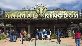 Animal Kingdom na Floridě je největším Disneyho zábavním parkem na světě a prvním, který se zaměřil na ochranu zvířat. Návštěvníci mohou obdivovat sedm tematických částí parku, od oázy, přes ostrov objevů, až po strom života.