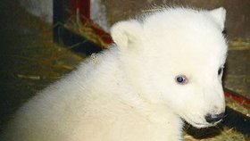 První foto ledního medvídka z brněnské zoo...