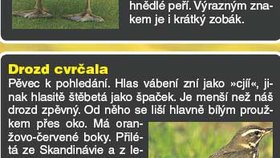 Odlétají: kajka mořská a drozd cvrčala