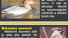 Odlétají: morčák velký a brkoslav severní