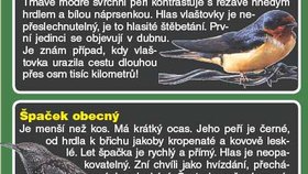Vracejí se: vlaštovka obecná a špaček obecný