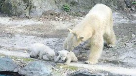 Vodní jezírko ve výběhu je pro medvídky pořád ještě nebezpečné