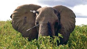 Zraněná slonice přežila díky operaci. Pytláci jí ale stačili kly zaživa odříznout