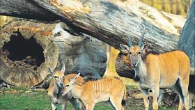 Malé antilopy už mohou obdivovat návštěvníci ve výběhu