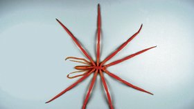 Mořský pavouk dlouhý 25 centimetrů byl nalezen v hloubce 285 metrů. Potravou těchto živočichů jsou často hydroidi. Mořský pavouk z Antarktidy je největším zvířetem tohoto druhu z celého světa. 