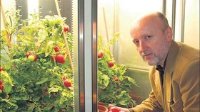 Rostliny rajčat určené pro výzkum ukazuje biolog Jindřich Bříza