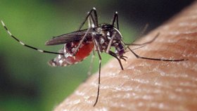 Komár rodu Aedes