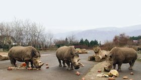 Zleva: Saša - Zamba - Dan. Ze tří nosorožců zůstala ve výběhu zoologické zahrady jen opuštěná Zamba