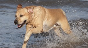 Den s veterinářem 12 hodin adrenalinu