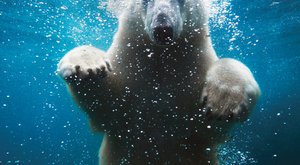 Pod vodou - Jak se fotí medvěd