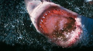 Žralok - Pod vodou se chyby neodpouštějí
