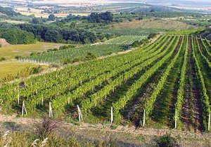 Velkopavlovická oblast je malebný kraj plný vinic.