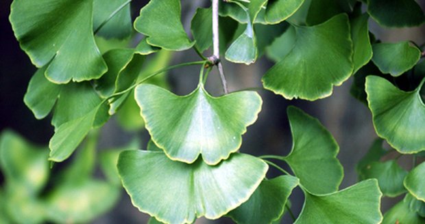 Jinan dvoulaločný, známý též jako Ginko biloba