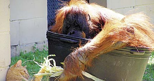 Orangutan Tonda se svou novou kamarádkou