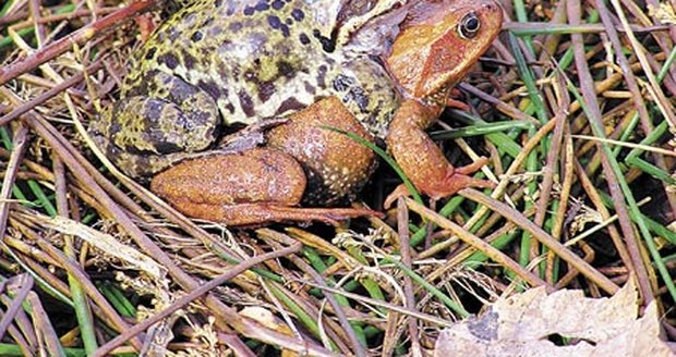 Roztoužené žáby nosí na místo páření samečky na zádech