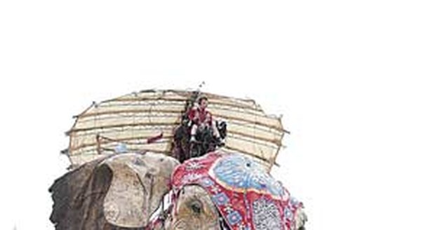 Sultánovi sloni:42 tun!