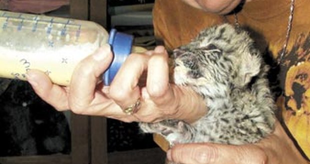 I když mládě ještě nemá vyhráno, krmení se nebrání a pěkně přibírá na váze, takže má šanci přežít