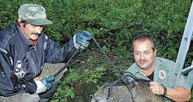 Zvířecí záchranář Karel Bobál a Zdeněk Formánek (vlevo) vytahují
divočáka ze studny. Záchranná akce se zdařila. Kňour přežil.