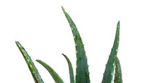 Aloe vera