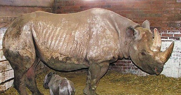 Po 482 dnech březosti samice Joly přišel na svět sameček nosorožce dvourohého neboli černého