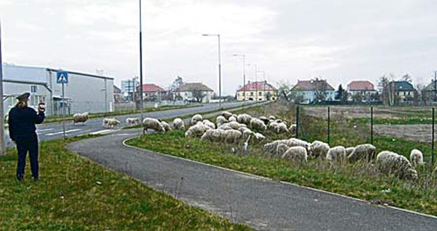 Ovce v Chomutově zbrzdily dopravu