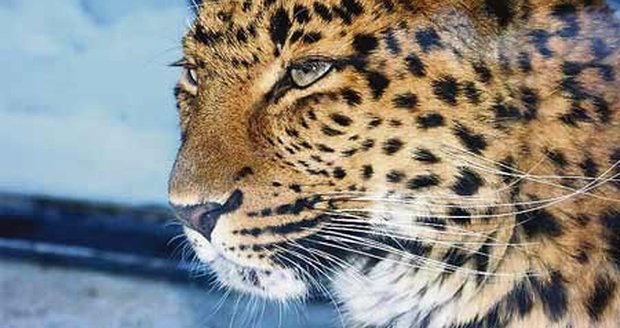 Šťastná máma - samice levharta čínského z liberecké zoo